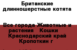 Британские длинношерстные котята - Все города Животные и растения » Кошки   . Краснодарский край,Кропоткин г.